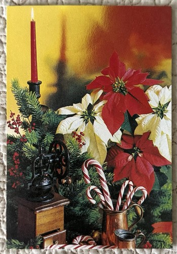 Unused christmas poinsettia - unused,